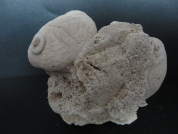 Eupatagus Antillarum