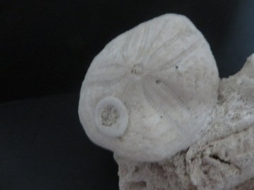 Eupatagus Antillarum