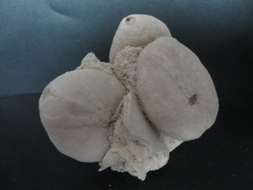 Eupatagus Antillarum