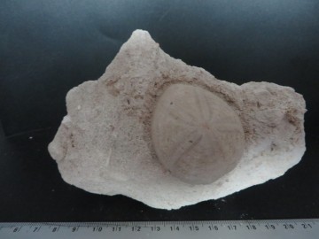 Eupatagus Antillarum