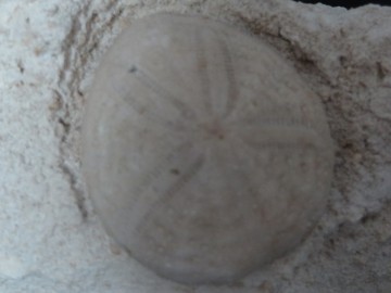 Eupatagus Antillarum