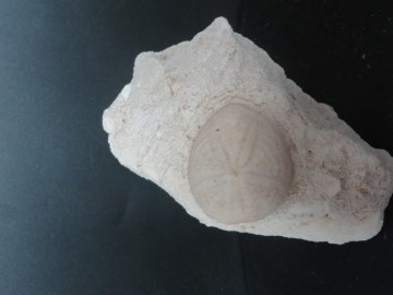 Eupatagus Antillarum