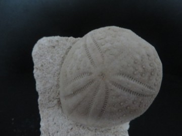 Eupatagus Antillarum