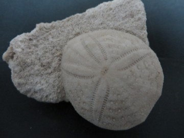 Eupatagus Antillarum