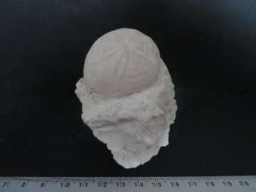 Eupatagus Antillarum