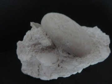 Eupatagus Antillarum