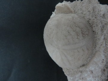 Eupatagus Antillarum