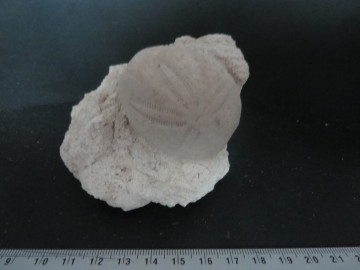 Eupatagus Antillarum