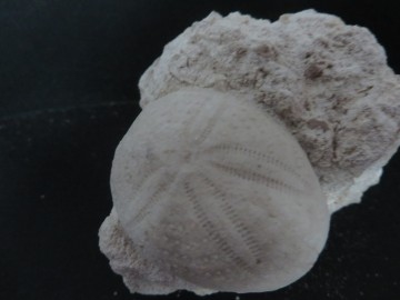 Eupatagus Antillarum