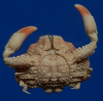 Alox ornatum Crustacea