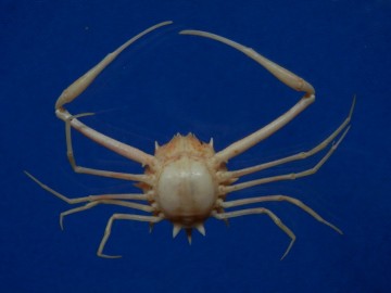 Arcania undecimspinosa