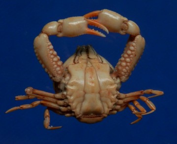 Leucosia rhomboidalis