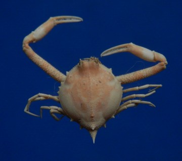 Myra fugax Crustacea