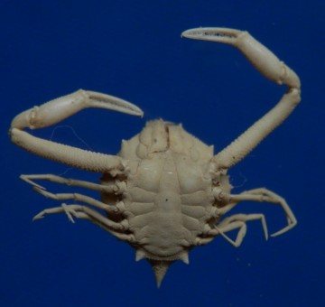 Myra fugax Crustacea