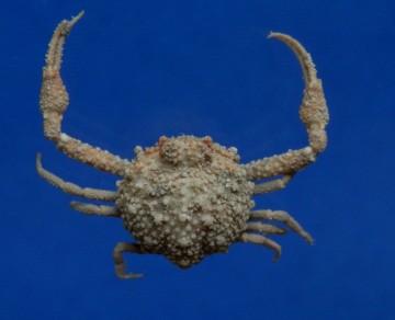 Pariphiculus agariciferus