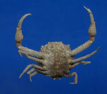 Pariphiculus agariciferus