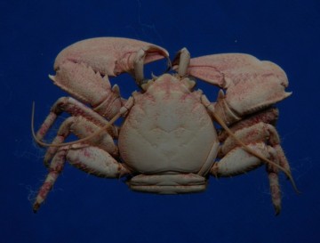 Petrolisthes borradailei