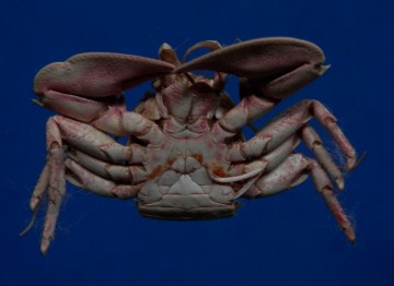 Petrolisthes borradailei