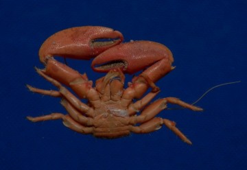 Petrolisthes hastatus