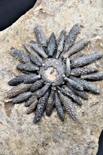 Reboulicidaris rebouli 4