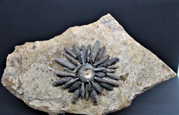 Reboulicidaris rebouli