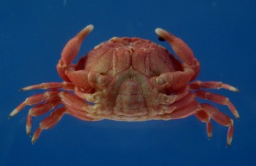 Liomera aff. tristis