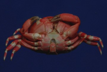 Liomera aff. tristis