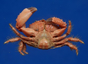 Paraxanthias notatus