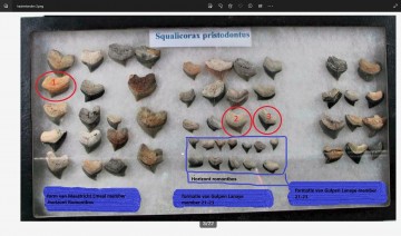 Squalicoraxen coll vroomen 21324