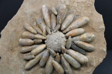 Tylocidaris clavigera 2