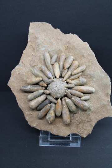 Tylocidaris clavigera 3