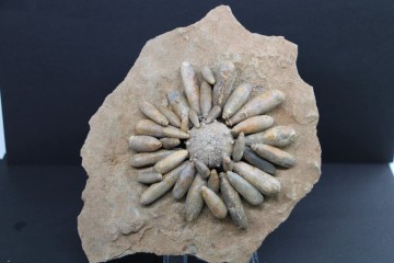 Tylocidaris clavigera