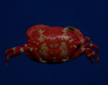 Liomera aff. tristis