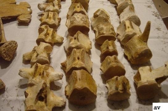 1361605608499539805dsc03240 1024x680 2