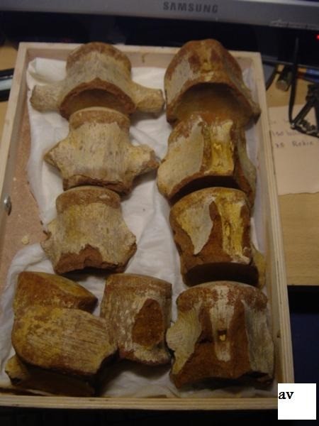 20560929601452372816dsc03220