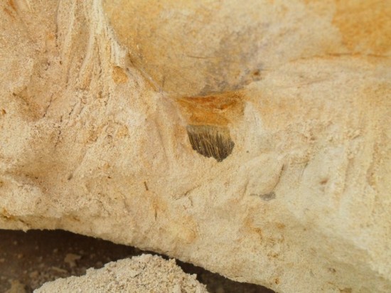 22238816893068728701243666422313750744570393n