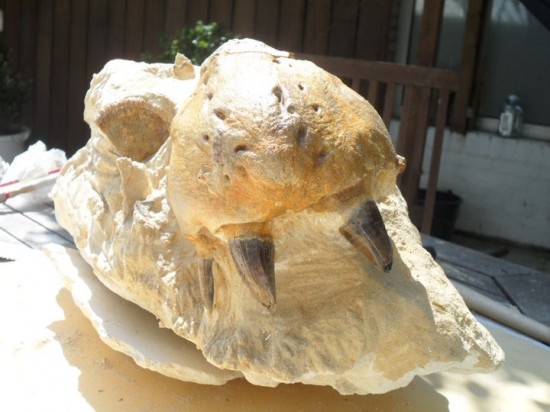 22623416893119529971243666422313750804443671n