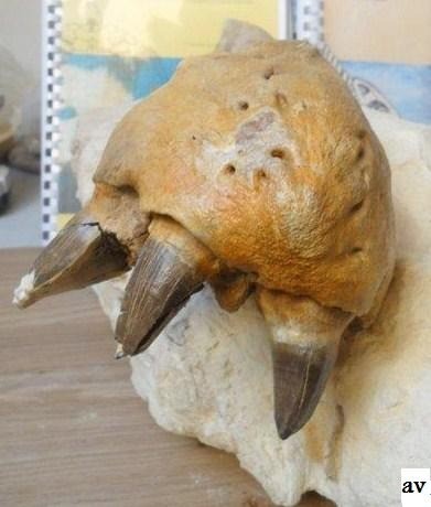 2556281770296537561124366642231480192187521n