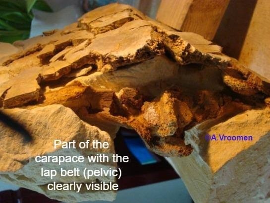 43092077102126200145956599172228021560541184n