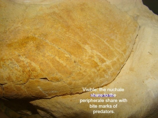 43131022102126199624743567942087609176555520n