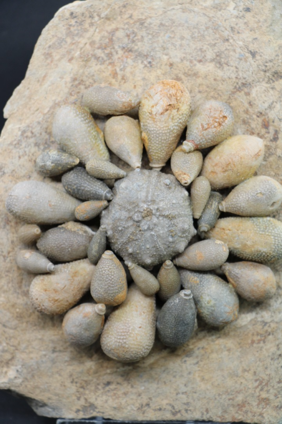 Asterocidaris meandrina 2 0