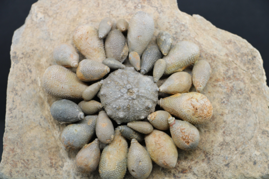 Asterocidaris meandrina 4 0