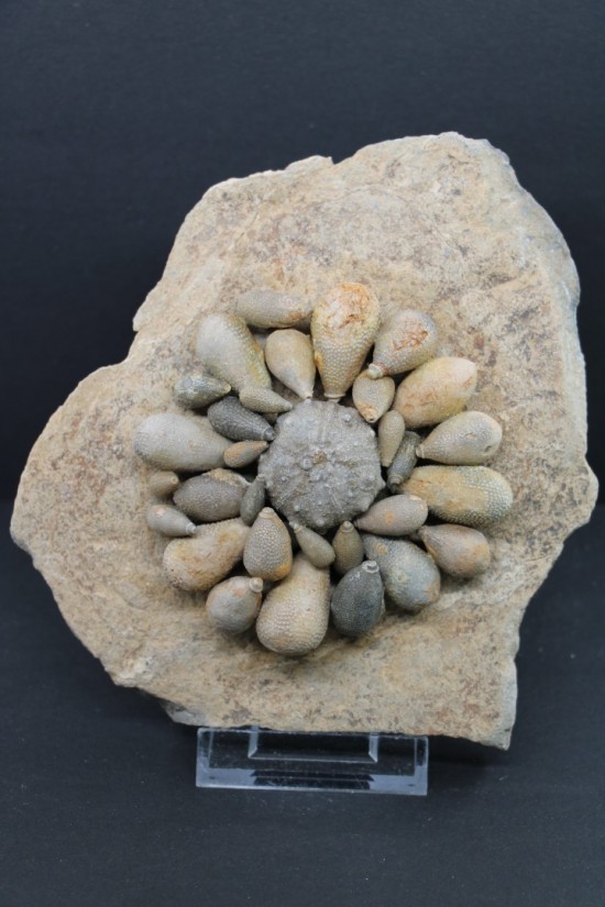 Asterocidaris meandrina