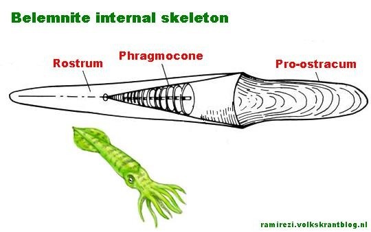 Belemnite internal skeleton belemniet 0