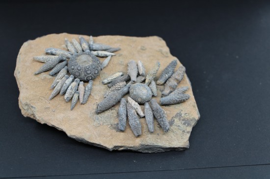 Caenocidaris cucumifera reboulicidaris rebouli 2