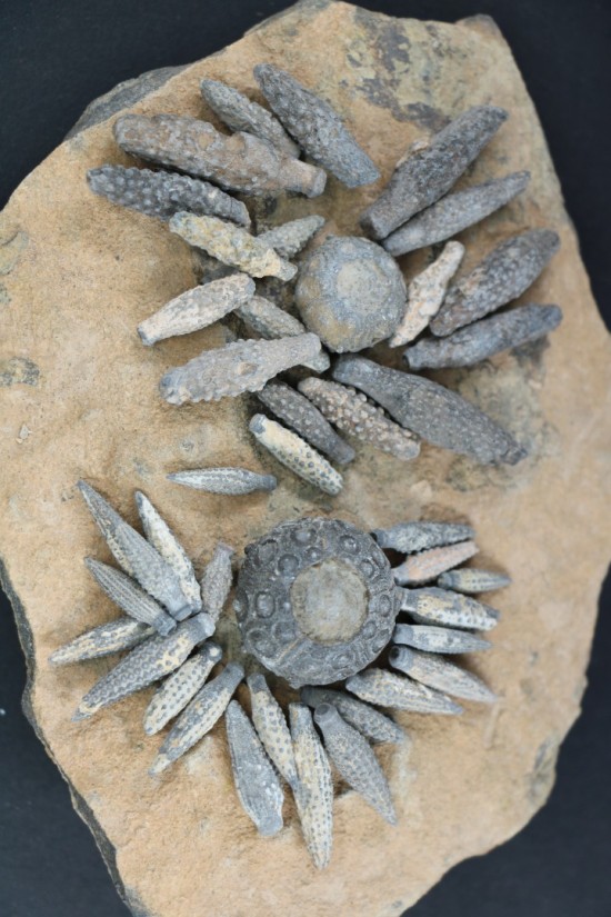 Caenocidaris cucumifera reboulicidaris rebouli 4