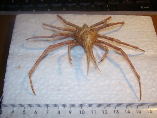 Naxioides mammillata