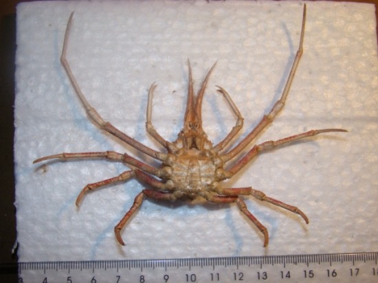 Naxioides mammillata