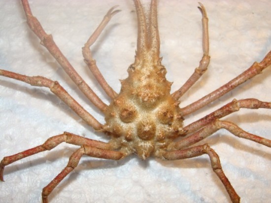 Naxioides mammillata