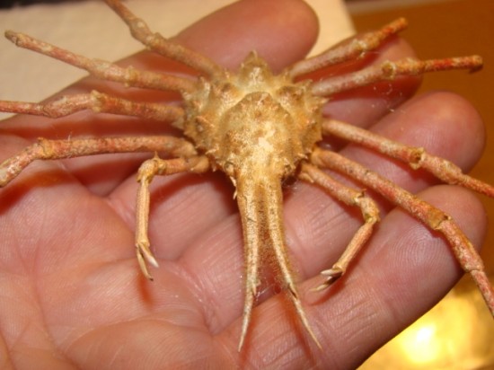 Naxioides mammillata